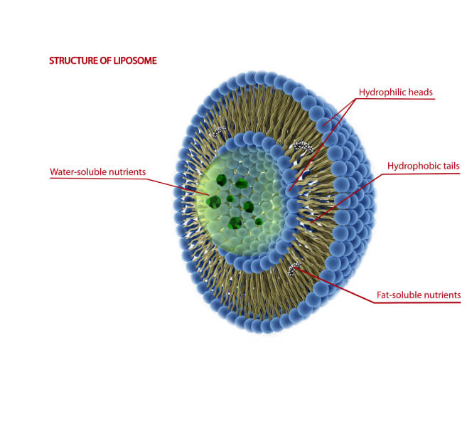 liposomes